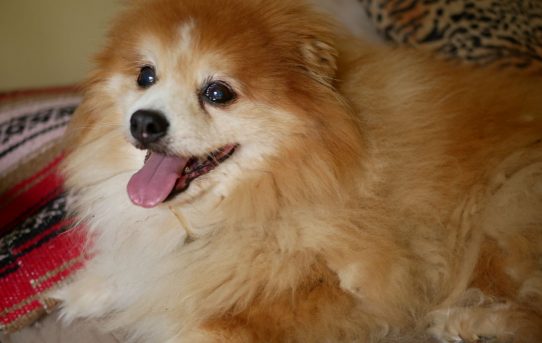 Impermanence & The Little Lion