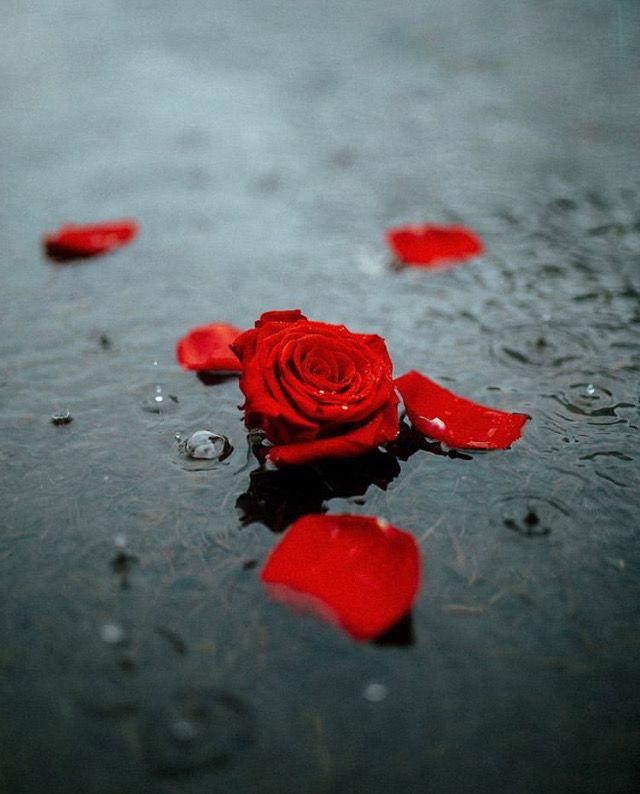 Dark red rose on wet pavement symbolizing love, fear, and heartbreak on Friday the 13th birthday reflection